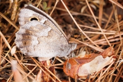 DBaudry-2025-09-L2-papillon